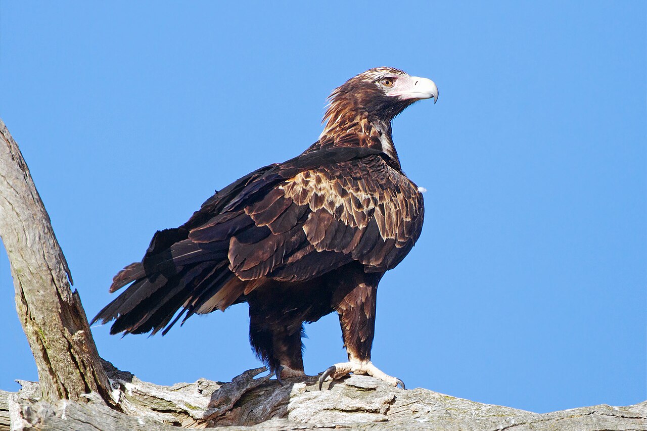 Aquila (TV series)